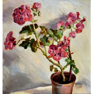 Stanisław RACZYŃSKI (1903-1990), Pelargonie w doniczce