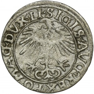 Zygmunt II August, Półgrosz Wilno 1556 - LI/LITVA