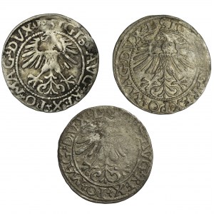 Set, Sigismund II Augustus, 1/2 Groschen (3 pcs.)