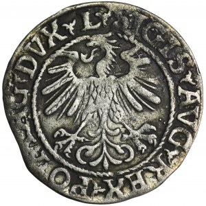 Sigismund II. Augustus, Halbpfennig Wilna 1560