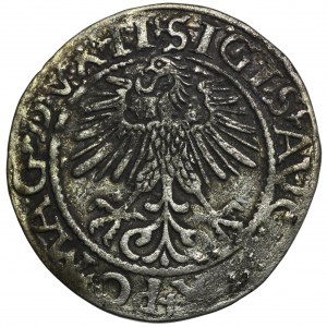 Sigismund II. Augustus, halber Pfennig Vilnius 1561