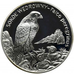 20 Gold 2008 Falcon