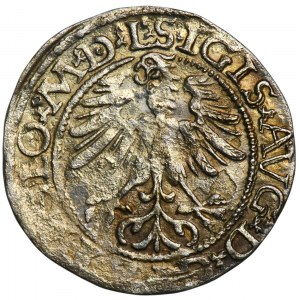 Sigismund II. Augustus, halber Pfennig Vilnius 1565