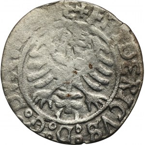 Schlesien, Herzogtum Legnicko-Brzesko-Wołowo, Friedrich II, Pfennig ohne Datum Legnica - RARE