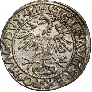 Sigismund II Augustus, Halbpfennig Vilnius 1552 - LI/LITVA - RARE