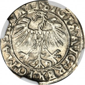 Zygmunt II August, Półgrosz Wilno 1557 - NGC AU55