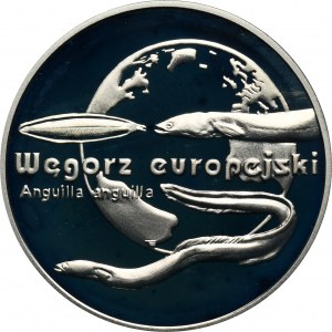 20 złotych 2003 Węgorz europejski