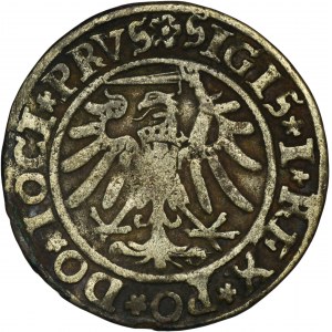 Sigismund I. der Alte, Der Pfennig von Elbląg 1534 - PRVS