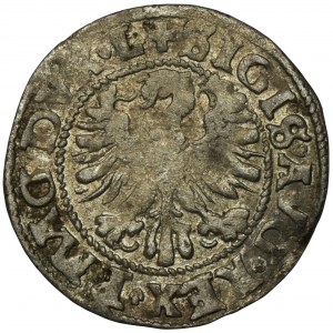 Sigismund II Augustus, Vilnius 1546 halber Pfennig - SEHR RAR, MGNI statt MAGNI