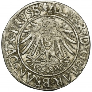 Herzogliches Preußen, Albert Hohenzollern, Grosz Königsberg 1537 - PRVSS