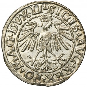 Sigismund II Augustus, halber Pfennig Vilnius 1548 - LI/LITVA