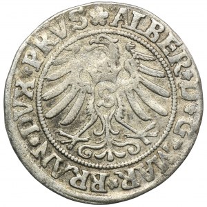 Prusy Książęce, Albrecht Hohenzollern, Grosz Królewiec 1531 - PRVS