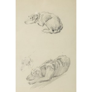 Józef Mehoffer (1869 Ropczyce - 1946 Wadowice), Szkice psów