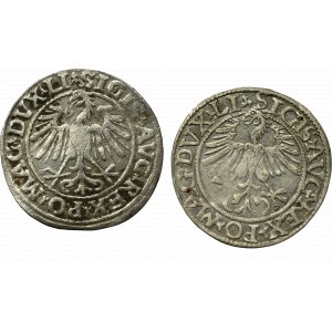 Sigismund II Augustus, Lot of halfgroats