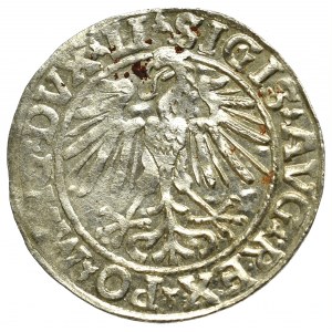 Sigismund II Augustus, Halfgroat 1548, Vilnius