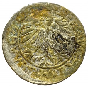 Sigismund II Augustus, Halfgroat 1560, Vilnius - LI/LITVA