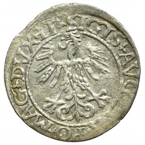 Sigismund II Augustus, Halfgroat 1563, Vilnius