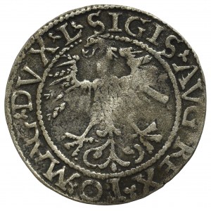 Zygmunt II August, Półgrosz 1562, Wilno - L/LITV