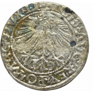 Sigismund II Augustus, Halfgroat 1562, Vilnius