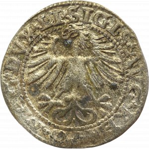 Sigismund II Augustus, Halfgroat 1563, Vilnius