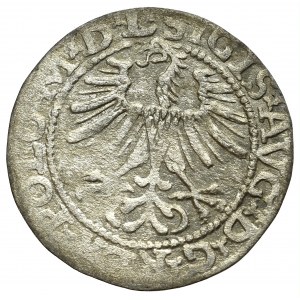 Sigismund II Augustus, Halfgroat 1564, Vilnius - L/LITV