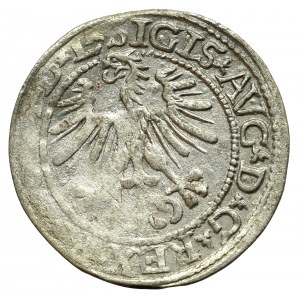 Sigismund II Augustus, Half-groat 1564, Vilnius, L/LITVA