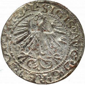 Sigismund II Augustus, Half-groat 1564, Vilnius, L/LITVA