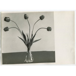 fot. artystyczna 02. ROMER Witold - Tulipany („Szkarłatne tulipany”) [1950]