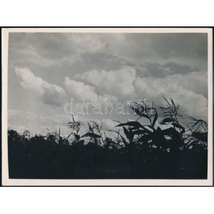 cca 1934 Kinszki Imre (1901-1945) budapesti fotóművész pecséttel jelzett vintage fotóművészeti alkotása (kukorica)...