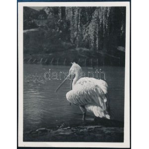 cca 1933 Kinszki Imre (1901-1945) budapesti fotóművész hagyatékából, jelzés nélküli, vintage fotó (halászó madár), 8x6...