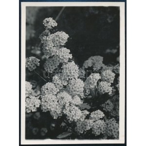 cca 1933 Kinszki Imre (1901-1945) budapesti fotóművész hagyatékából, jelzés nélküli vintage fotó (virágos bokor), 6,5x8...