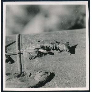 cca 1938 Kinszki Imre (1901-1945) budapesti fotóművész hagyatékából, jelzés nélküli vintage fotó (száraz levelek), 5...