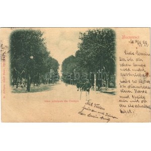 1899 (Vorläufer) Bucuresti, Bucharest, Bukarest; Aleea principala din Cismigiu / park alley