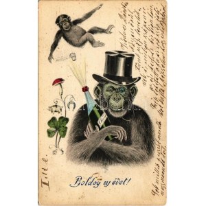 1904 Boldog új évet! Majmok pezsgővel / New Year greeting with monkeys and champagne