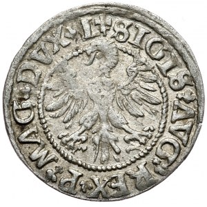 Zygmunt II August, półgrosz 1546, Wilno, L/LITVA, trefl pod cyfrą 9