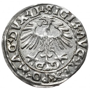 Zygmunt II August, półgrosz 1556, Wilno, LI/LITVA
