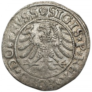 Zygmunt I Stary (1506-1548) - Szeląg 1532 - Elbląg - odmiana PRVSS