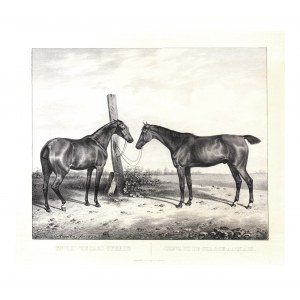 Englisch HORSES. Kunz Rudolf (1797-1848) Tiermaler, Zeichner, Lithograph. Lithographie 35 × 40 cm...