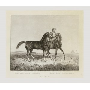 Ägyptische PFERDE. Kunz Rudolf (1797-1848) Tiermaler, Zeichner, Lithograph. Lithographie 35 × 40 cm...