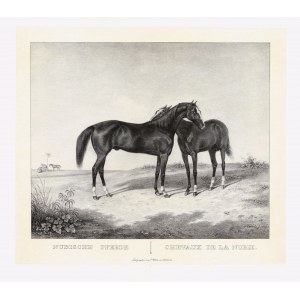 Nubische PFERDE. Kunz Rudolf (1797-1848) Tiermaler, Illustrator, Lithograph. Lithographie 35 × 40 cm...