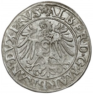 Prusy, Albrecht Hohenzollern, Grosz Królewiec 1534 - PRVS