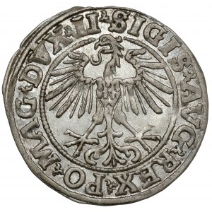 Zygmunt II August, Półgrosz Wilno 1551 - piękny