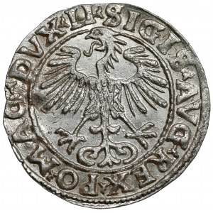 Zygmunt II August, Półgrosz Wilno 1555