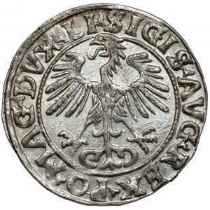 Zygmunt II August, Półgrosz Wilno 1556