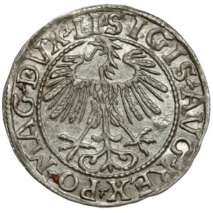 Zygmunt II August, Półgrosz Wilno 1557 - LITV