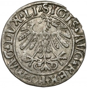 Zygmunt II August, Półgrosz Wilno 1558 - LI / LITVA