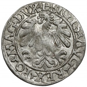 Zygmunt II August, Półgrosz Wilno 1559 - AVG bez belki