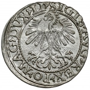 Zygmunt II August, Półgrosz Wilno 1560