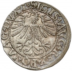 Zygmunt II August, Półgrosz Wilno 1562 - późny