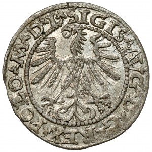 Zygmunt II August, Półgrosz Wilno 1563 - mała Pogoń - rzadki